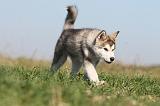 ALASKAN MALAMUTE 119